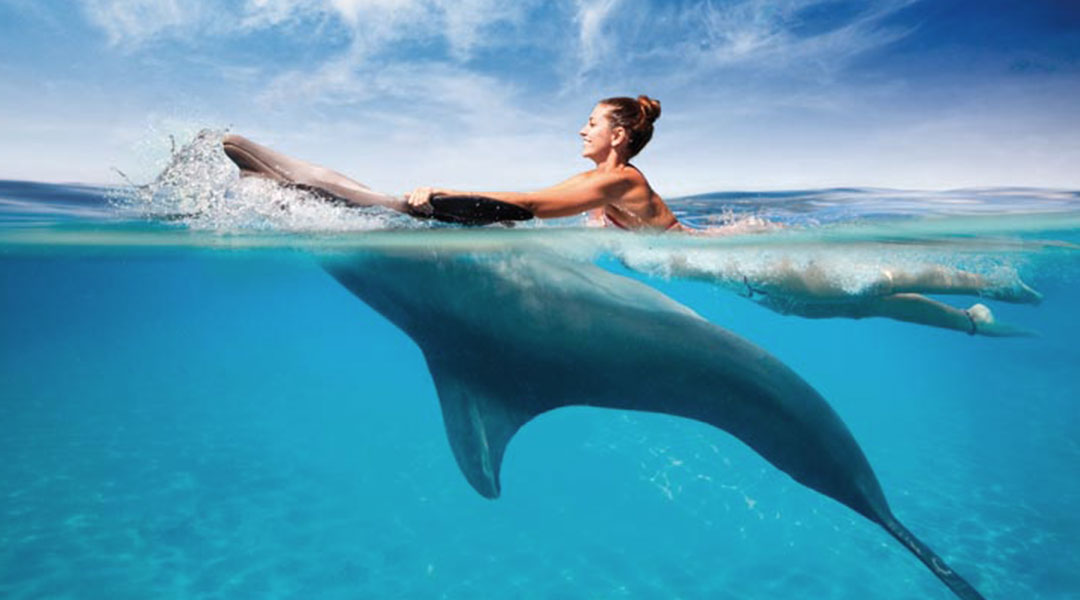 A pod of dolphins swimming and jumping near the surface