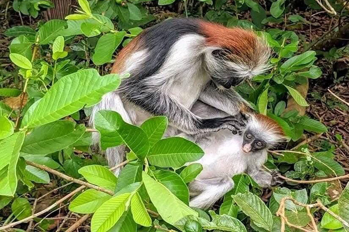 A Sykes' Monkey in a tree