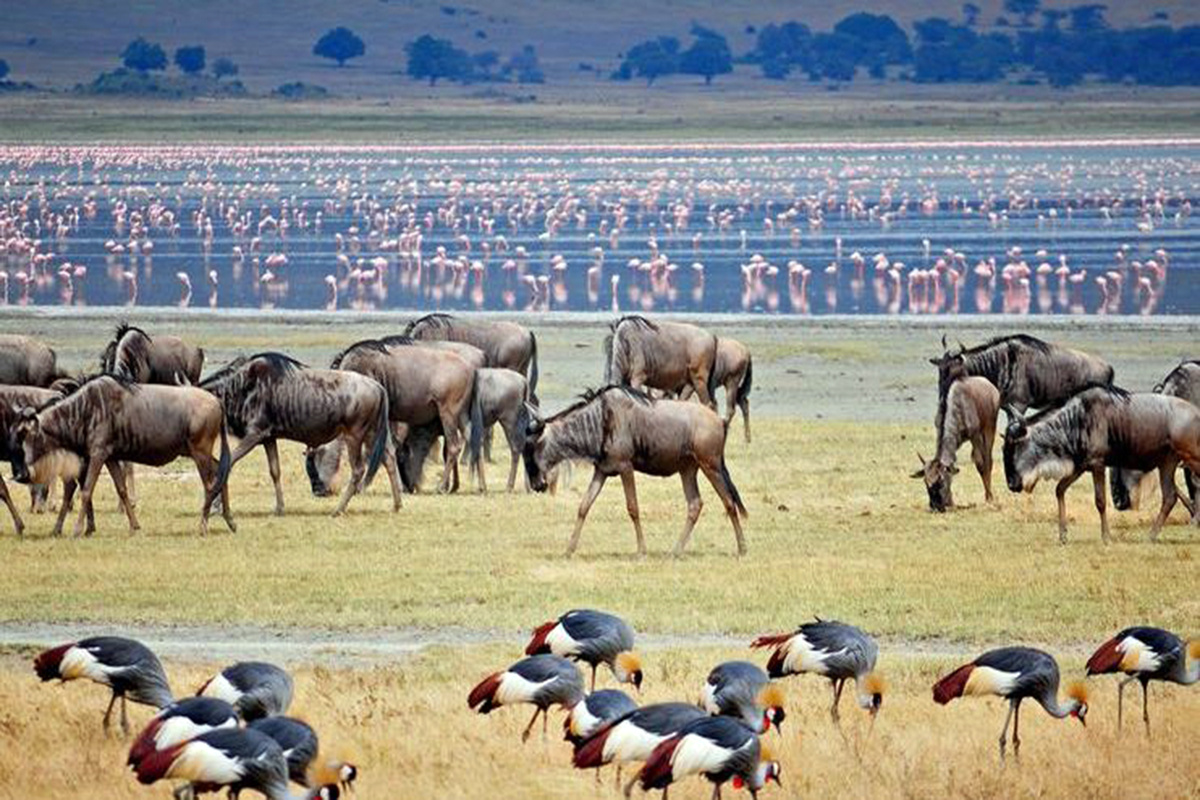 Flamingos on the shores of Lake Manyara