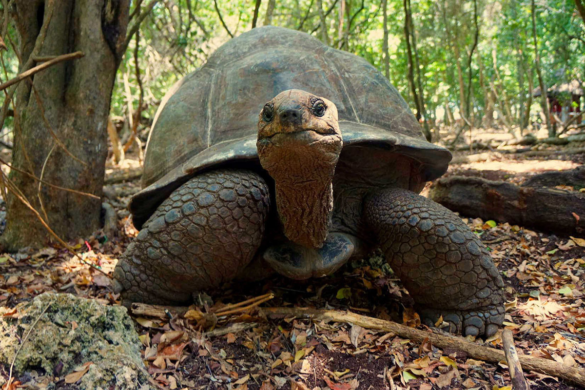 Tourists feeding a giant tortoise on Prison Island