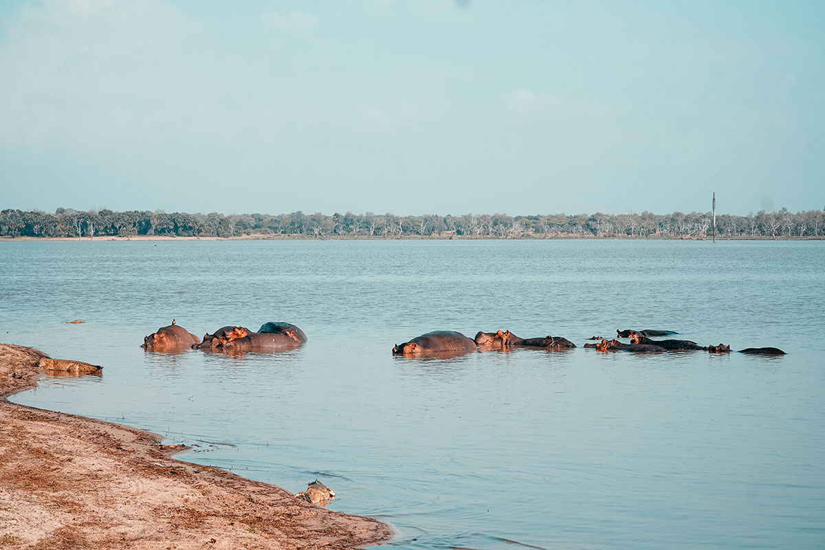 Southern Tanzania Safari