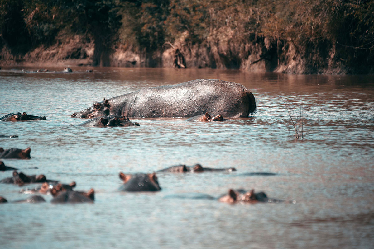 5 Day Tanzania Safari