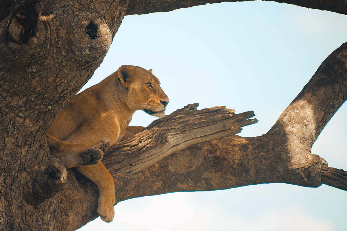 Family Safari in Tanzania