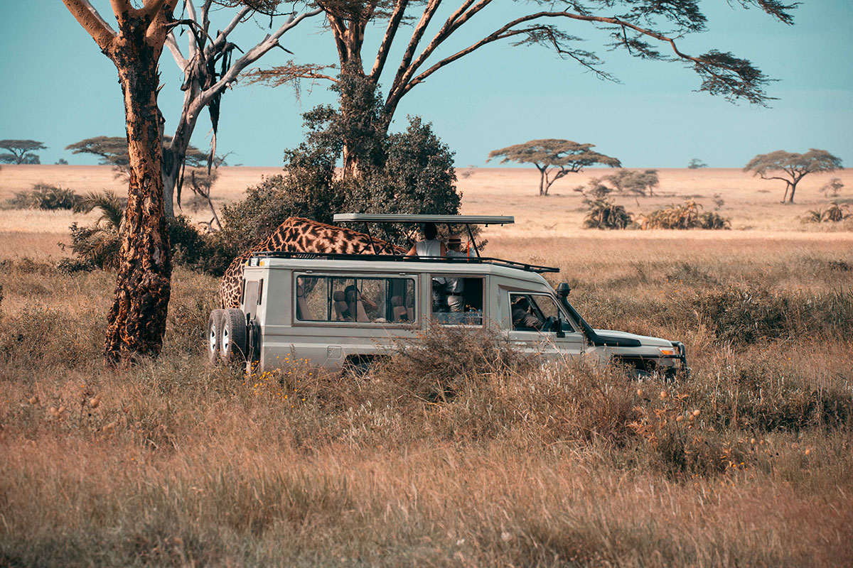 Great Migration Safari