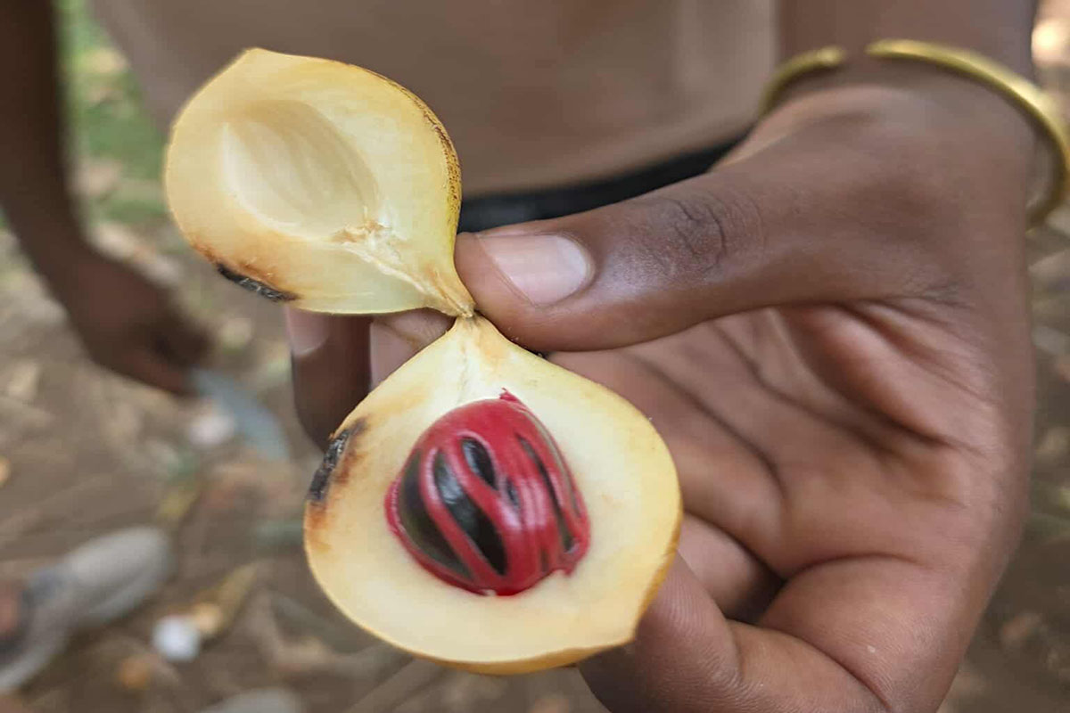 Farmer showing fresh cinnamon bark peeled from the tree