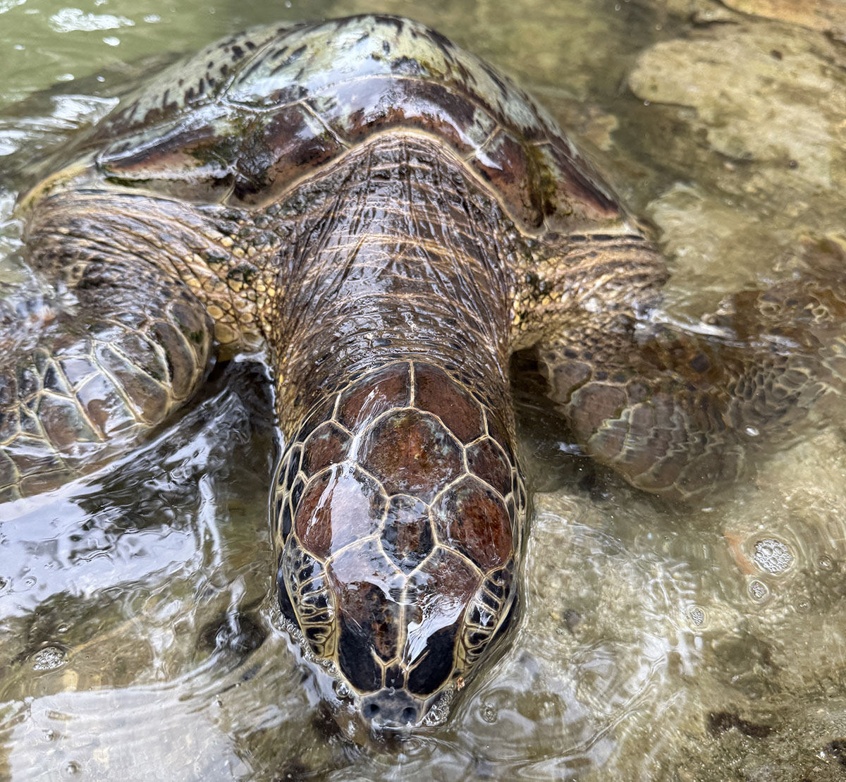 Tourist swimming next to a sea turtle in the lagoon