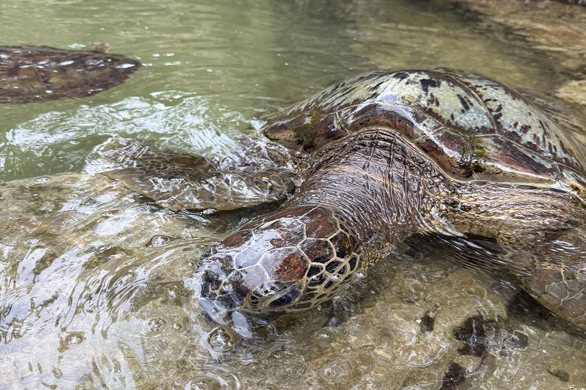 Group of sea turtles resting near the edge of the lagoon