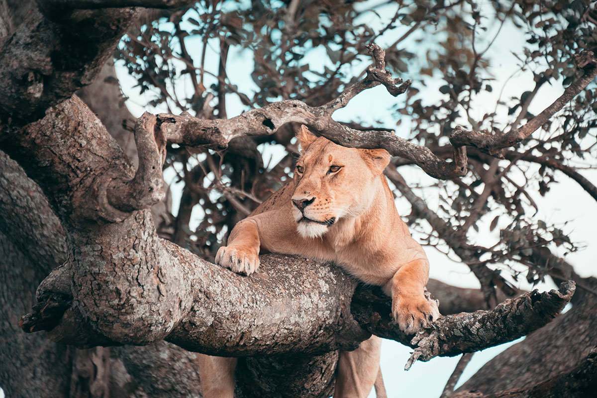 Luxury Tanzania Safari