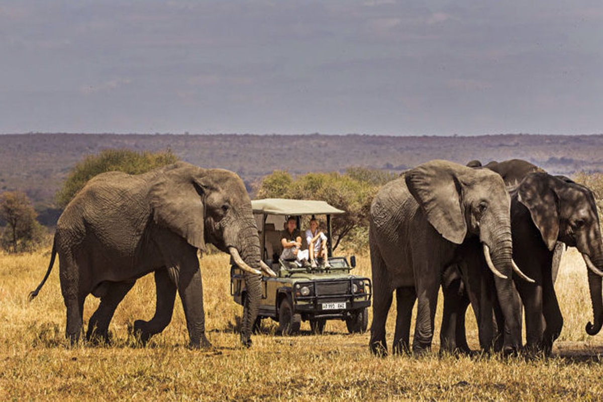 Elephants near a baobab tree in Tarangire National Park